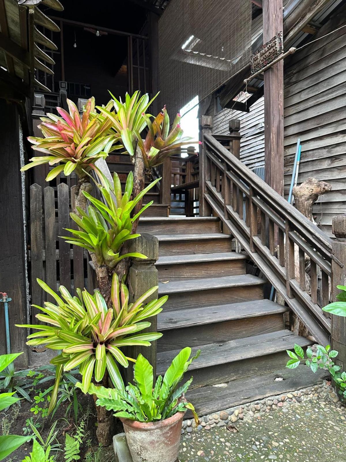 Cozy Nest Cnx Vandrehjem Chiang Mai Eksteriør billede
